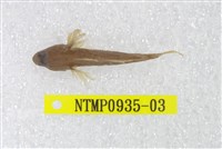 藏品(黑鰕虎)的圖片